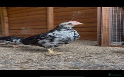 Chickens poultry for sale: Versus poultry  - Image 6