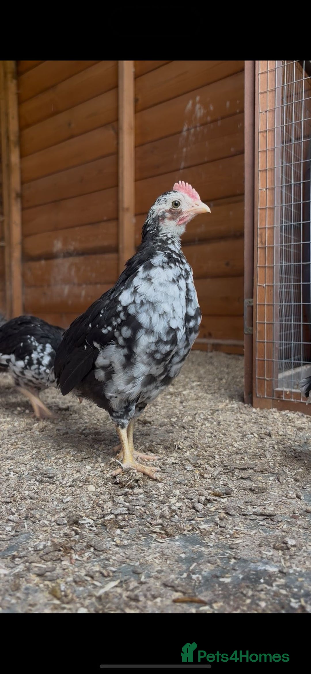 Chickens poultry for sale: Versus poultry  - Image 6