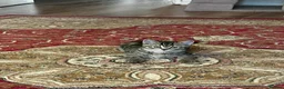 American Shorthair cats for sale: Beautiful Tabby Kittens Ready for Loving Homes - Advert 9