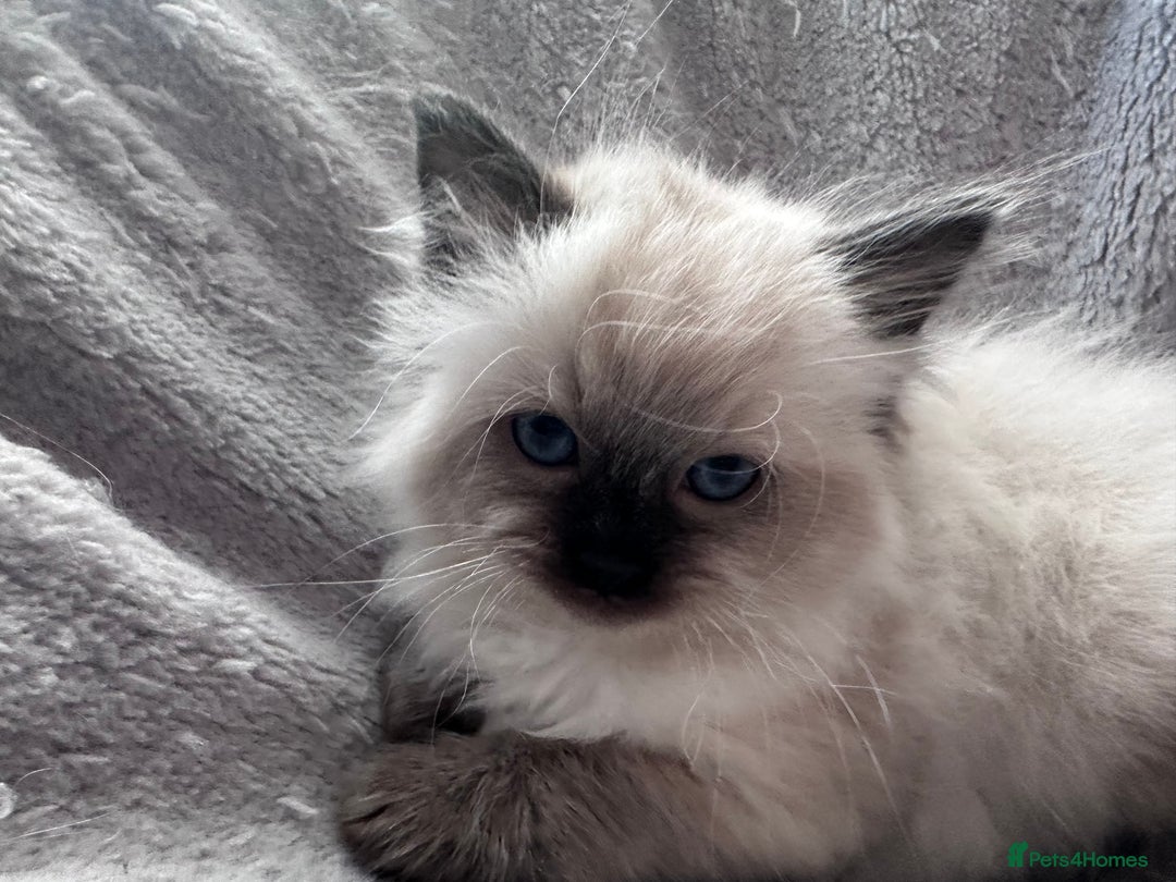 Ragdoll cats for sale: Gorgeous ragdoll kitten - Image 3