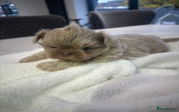 Shih Tzu dogs for sale: 🐶Imperial ShihTzu Puppies–Exceptional Bloodline🐶 - Image 21