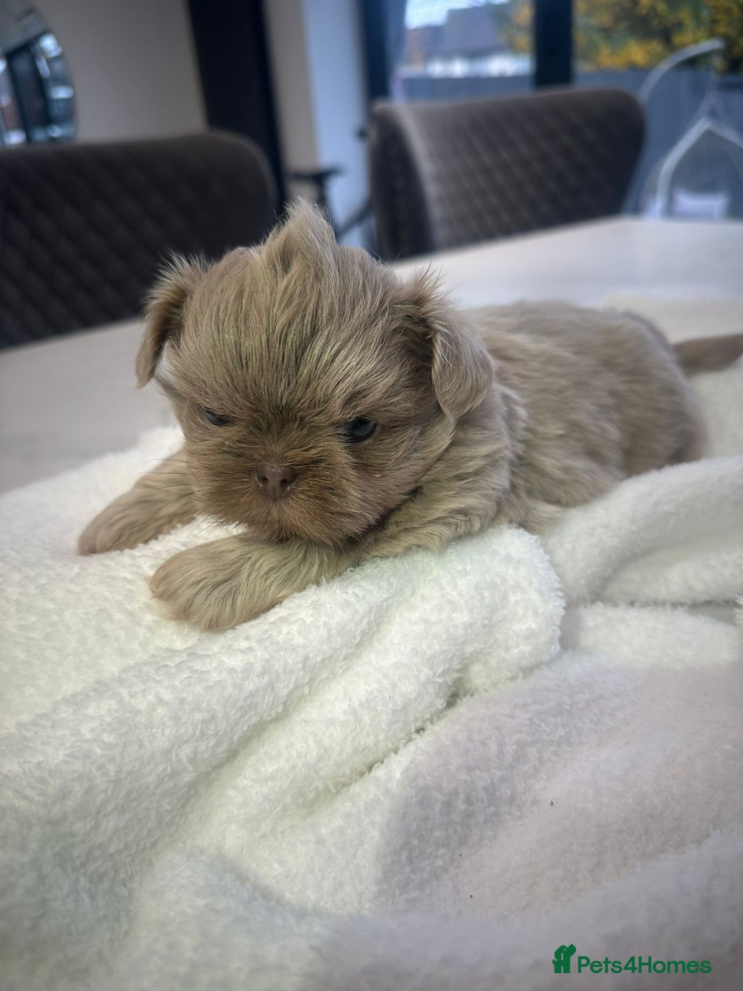 Shih Tzu dogs for sale: 🐶Imperial ShihTzu Puppies–Exceptional Bloodline🐶 - Image 21