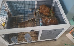 Guinea Pig rodents for sale: 2x male guinea pigs  - Image 7