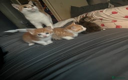 Mixed Breed cats for sale: Kittin 2 ginger males  - Image 1