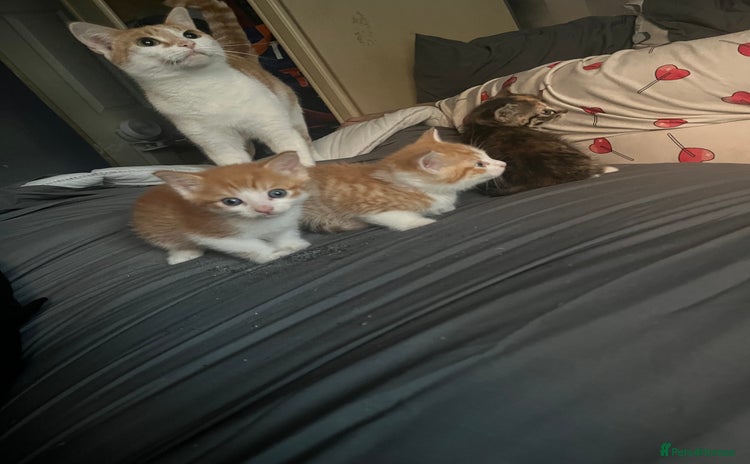 Mixed Breed cats - Advert 13