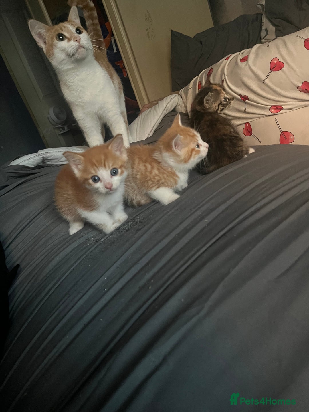 Mixed Breed cats for sale: Kittin 2 ginger males  - Image 1