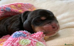 Cocker Spaniel dogs for sale: KC Show Carefully bred for Health and Temperament  - Image 27