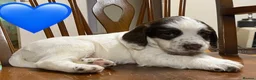 Sprocker dogs for sale: Sproker puppies born 21/9/2026 - Advert 25