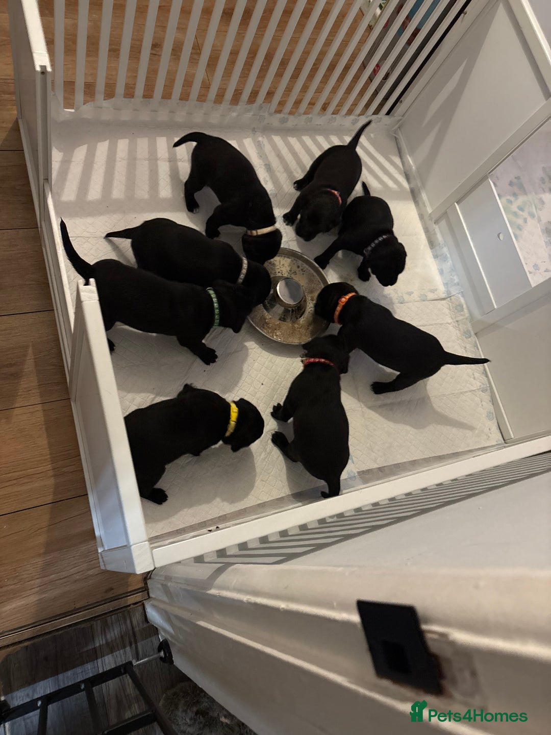 Mixed Breed dogs for sale: Beautiful Dalmador (lab X Dalmatian) puppies..!  - Advert 29