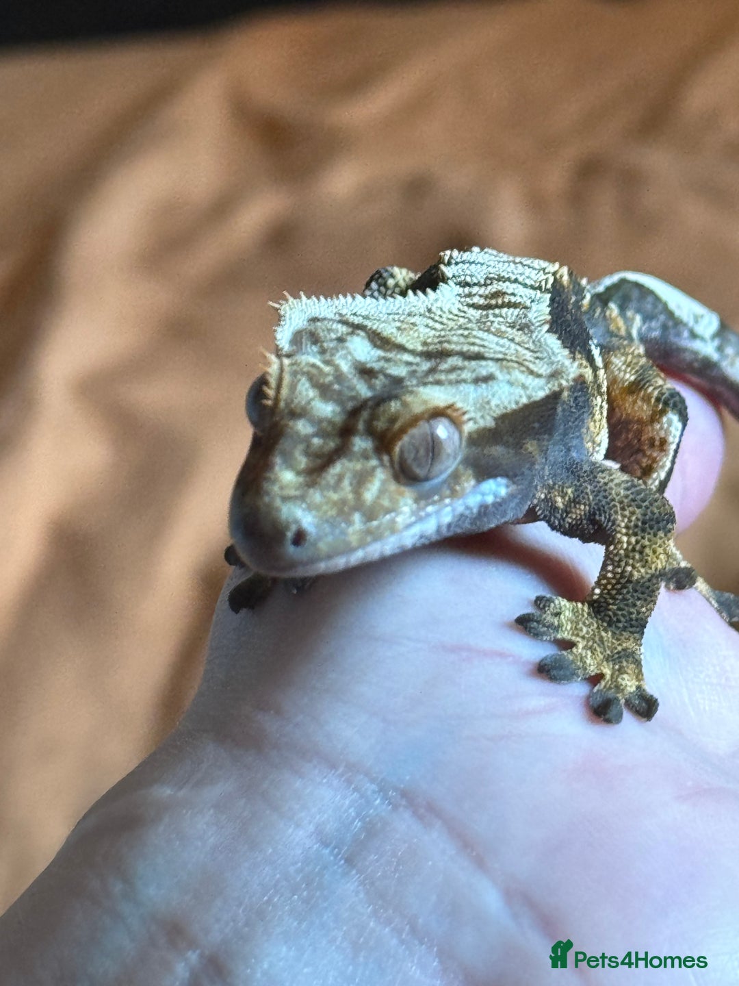 Gecko reptiles for sale: Fire Pinstripe Morph Crested Gecko - Advert 2