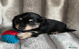Miniature Dachshund dogs for sale: LONGHAIRED MINIATURE CREAM PUPPIES🐾🩵 - Image 12