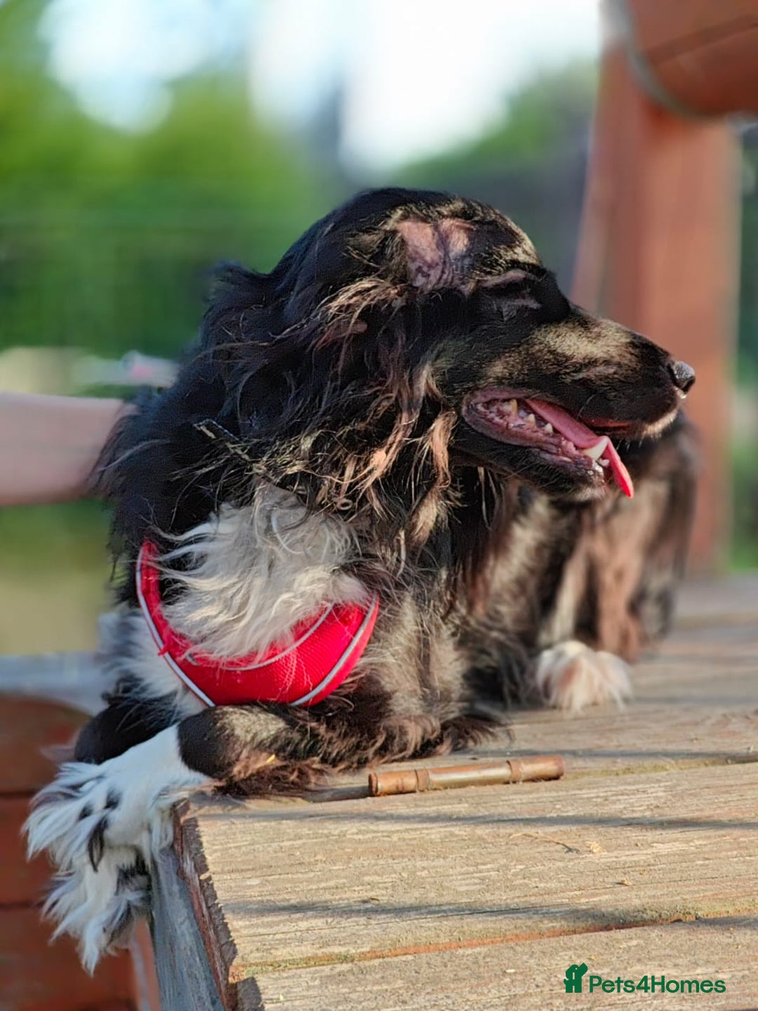 Cocker Spaniel dogs for adoption: 💖🐶 MIKA 🐶💖 - Image 7