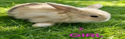 Mini Lop rabbits for sale: Mini lop babies  - Advert 6