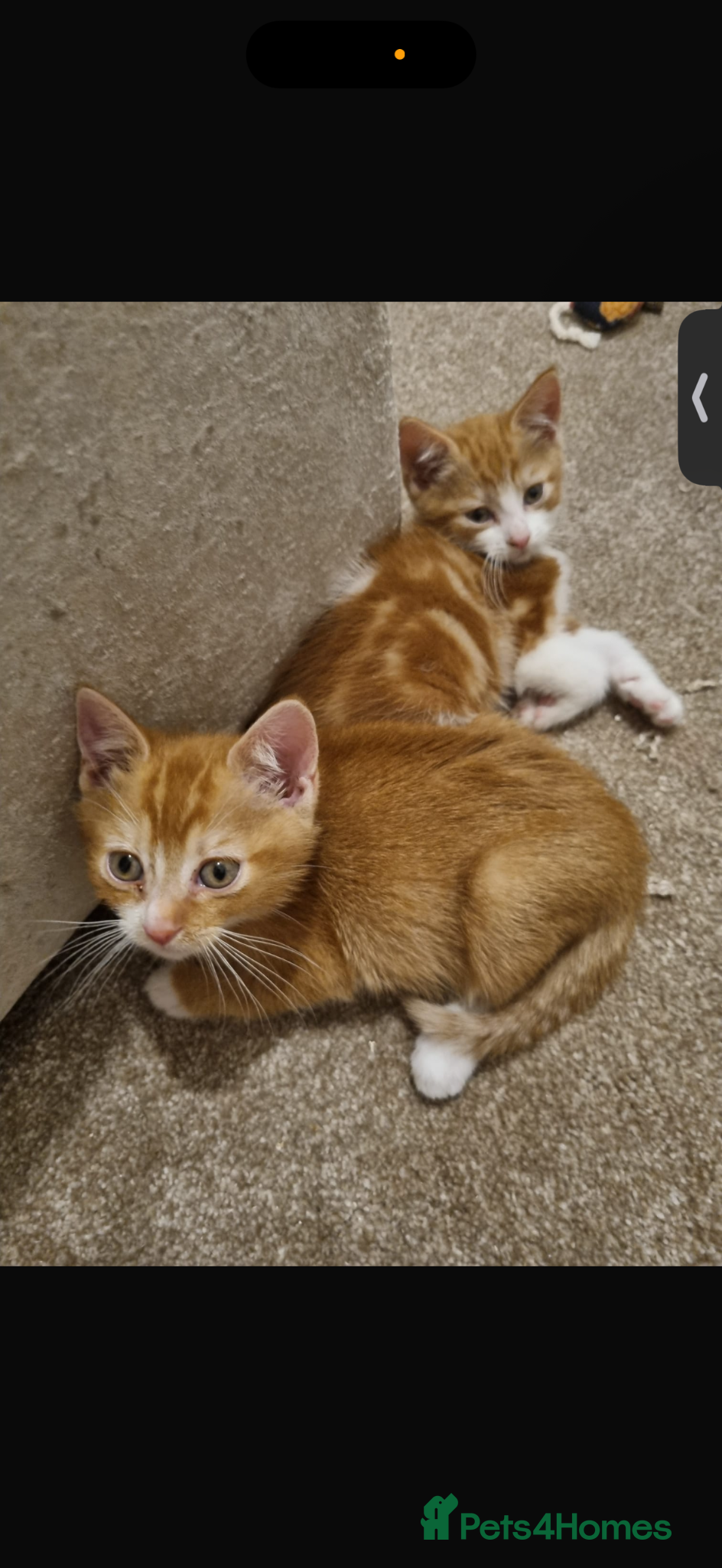 British Longhair cats Ginger kittens - Advert 6