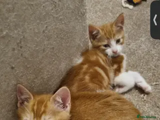 British Longhair cats Ginger kittens - Advert 6