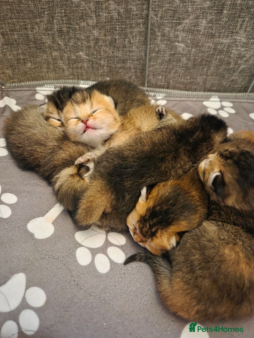 Scottish Fold cats for sale: Scottish Fold Kittens - Advert 3