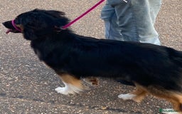 Australian Shepherd dogs for sale: Young Australian Shepherd female dog for sale - Image 4