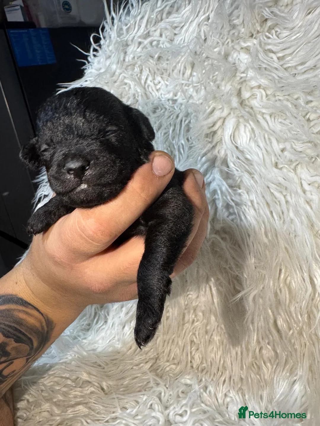 Shihpoo dogs for sale: 9 beautiful shihpoo puppies 🐶  - Advert 5