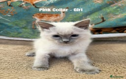 Ragdoll cats for sale: 4 cute fluffy Ragdoll Kittens - Advert 16