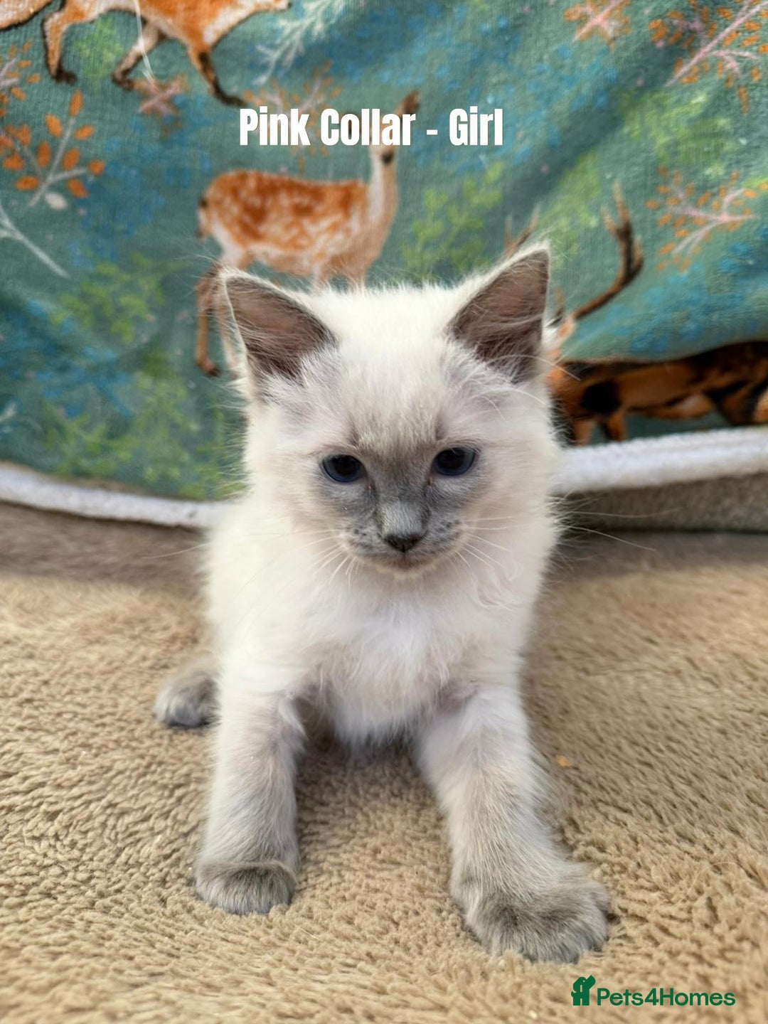 Ragdoll cats for sale: 4 cute fluffy Ragdoll Kittens - Advert 16