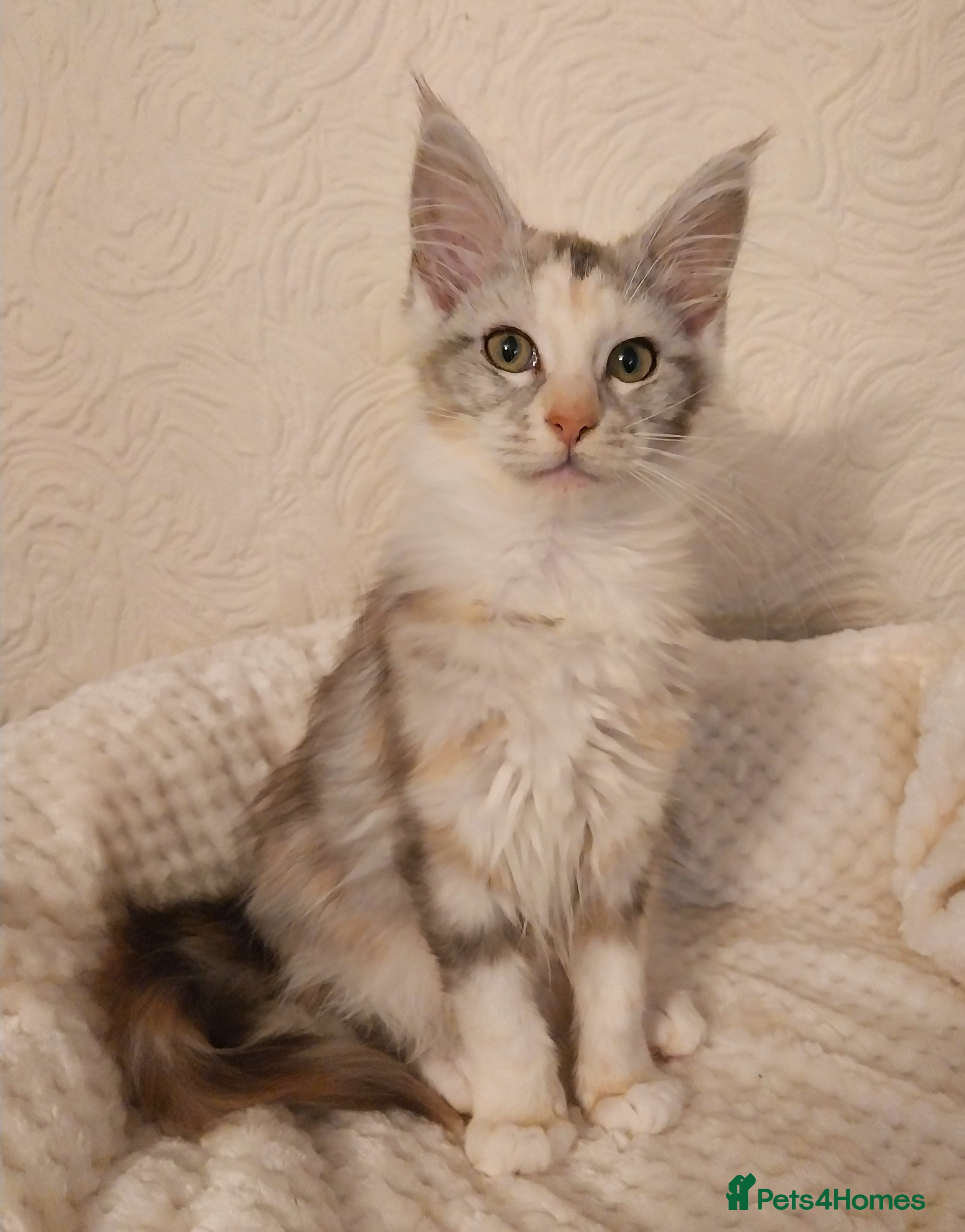 Maine Coon cats Stunning Maine Coon Kitten. Tica Reg. Tortie. - Advert 7