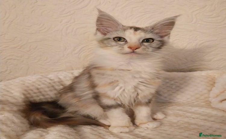 Maine Coon cats Stunning Maine Coon Kitten. Tica Reg. Tortie. - Advert 14