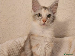 Maine Coon cats Stunning Maine Coon Kitten. Tica Reg. Tortie. - Advert 12
