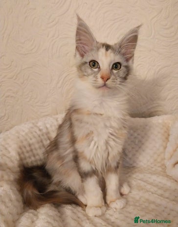 Maine Coon cats Stunning Maine Coon Kitten. Tica Reg. Tortie. - Advert 14
