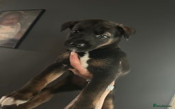Mixed Breed dogs for sale: PLEASE READ!!! Doberman x American Akita puppies  - Image 6