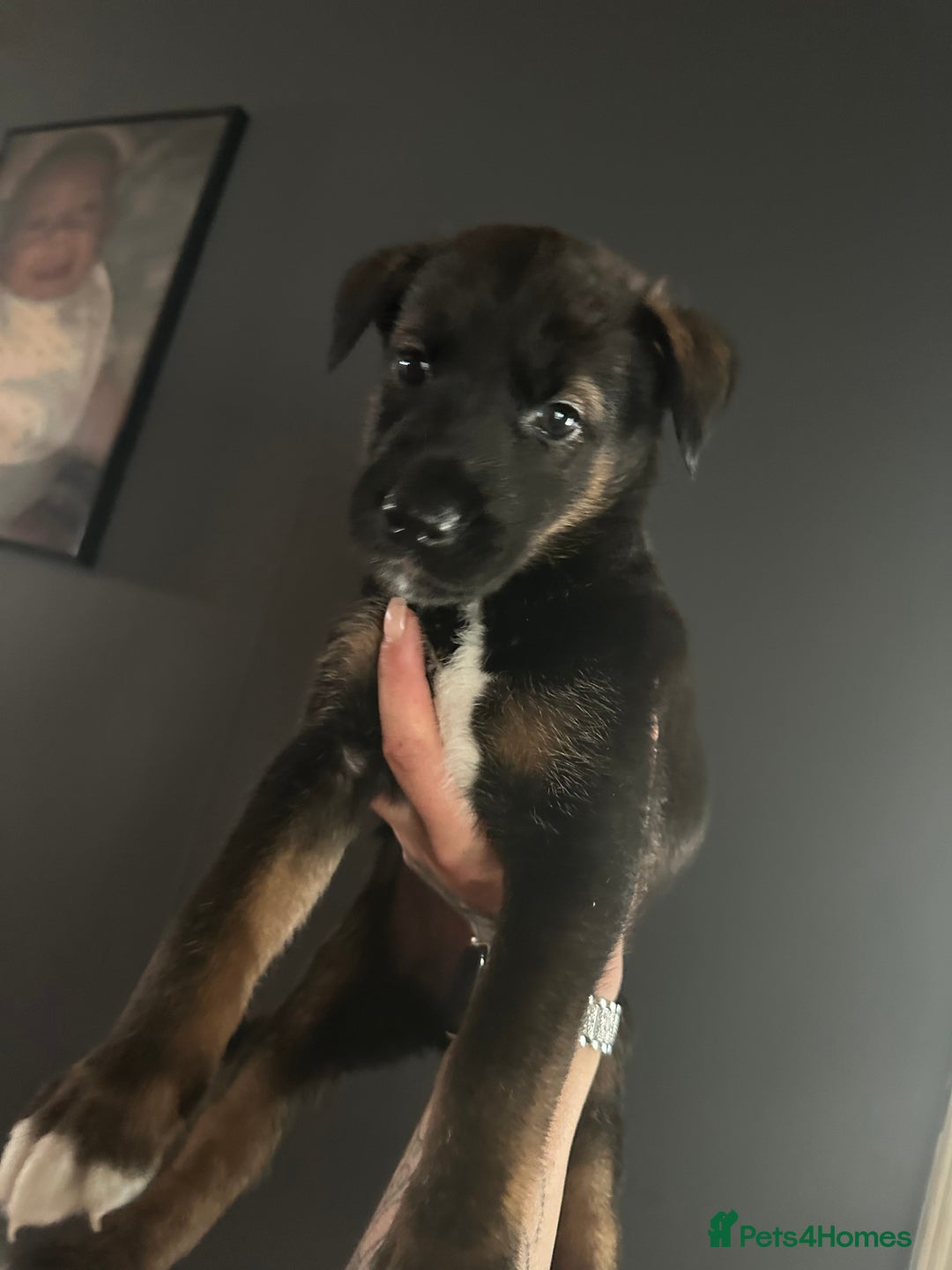 Mixed Breed dogs for sale: PLEASE READ!!! Doberman x American Akita puppies  - Image 6