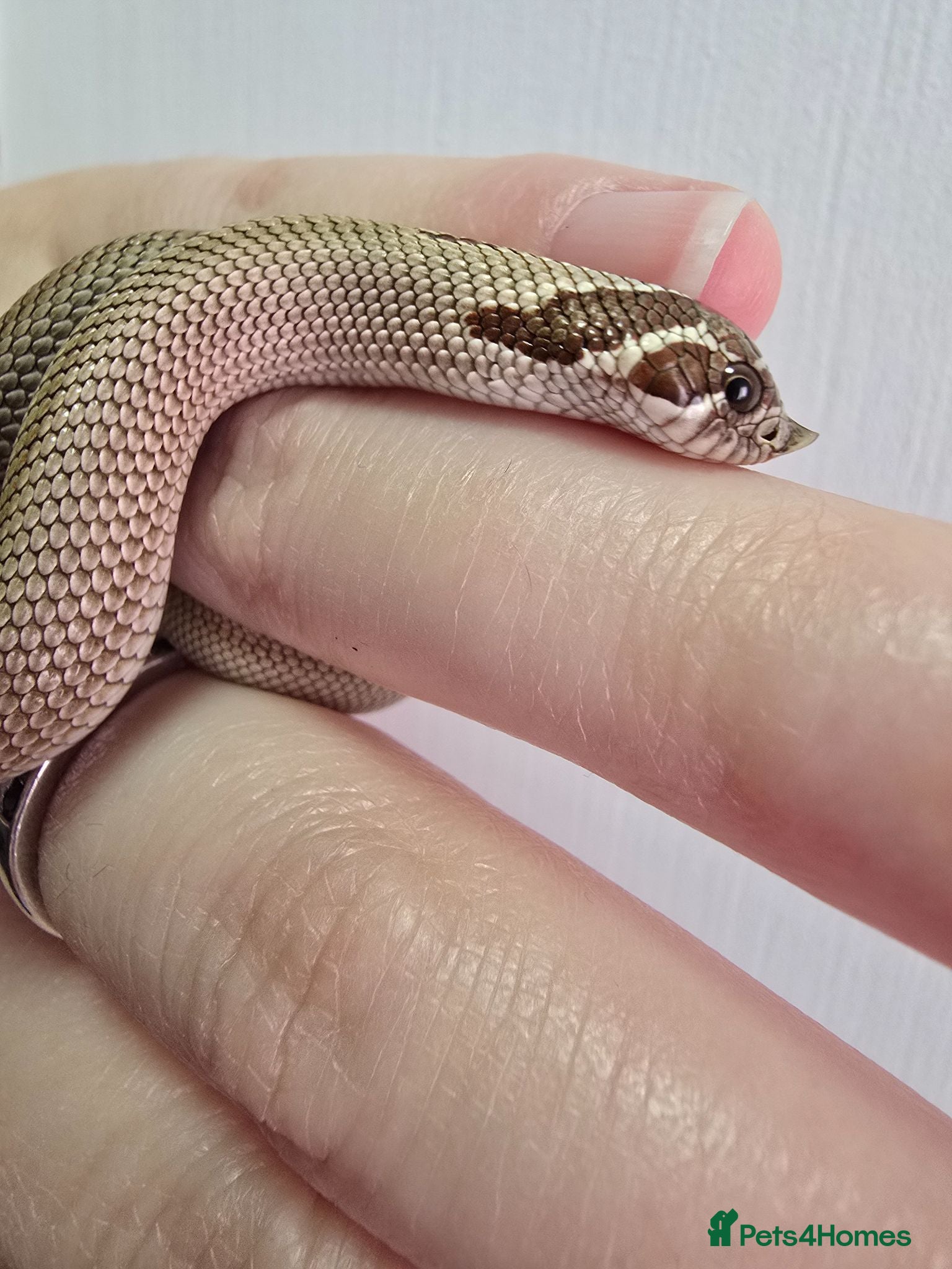 Snake reptiles CB 26 Western hognose babies ready for homes - Advert 2