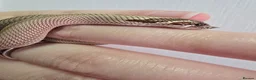 Snake reptiles for sale: CB 26 Western hognose babies ready for homes - Advert 2
