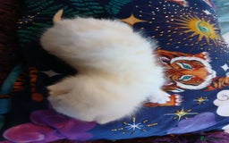 Turkish Angora cats for sale: Fluffy male kitten - Image 2