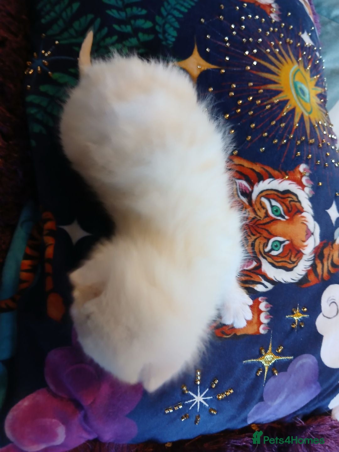 Turkish Angora cats for sale: Fluffy male kitten - Image 2