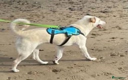 Mixed Breed dogs for adoption: Meet Oakley,  currently residing in Fife - Image 3