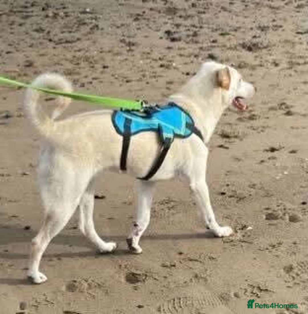 Mixed Breed dogs for adoption: Meet Oakley,  currently residing in Fife - Image 3