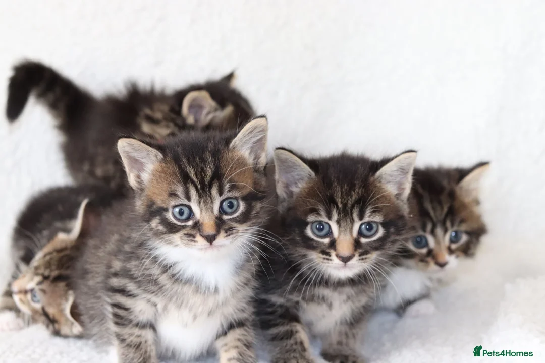 Mixed Breed cats for sale: Meet Our Beautiful Kittens! 🐾 - Advert 2