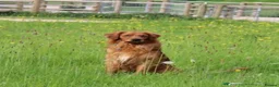Golden Retriever dogs for sale: Perfect Golden Retriever Litter - Advert 8