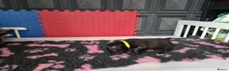 Staffordshire Bull Terrier dogs for sale: Staffordshire bull terrier pups in Leeds - Advert 13