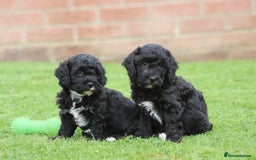 Cavapoochon dogs for sale: Beautiful Cavapoochon puppies for sale - Image 8