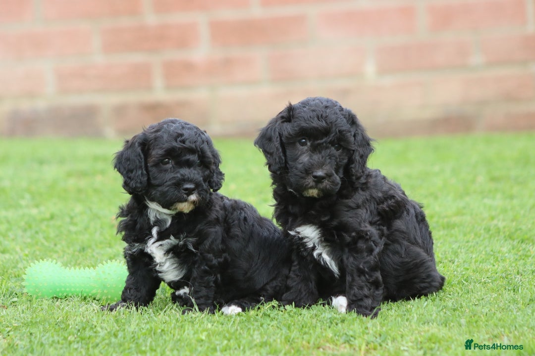 Cavapoochon dogs for sale: Beautiful Cavapoochon puppies for sale - Image 8