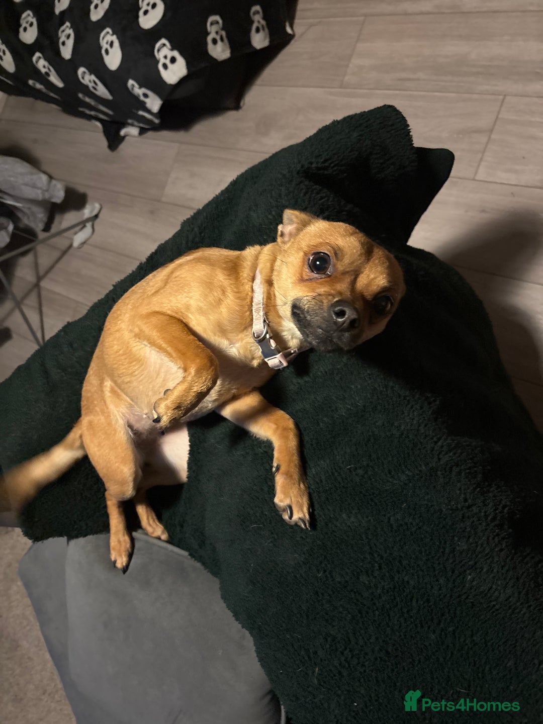 Mixed Breed dogs for sale: Chihuahua cross - Advert 1