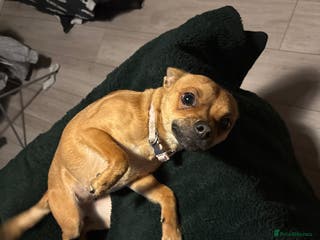 Mixed Breed dogs Chihuahua cross - Advert 6