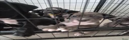 Mixed Breed dogs for sale: Gorgeous springer cross cane corso puppies - Advert 5