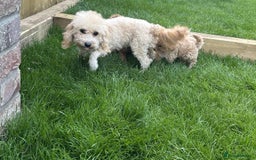 Poochon dogs for sale: F1B Poochon’s - Image 8