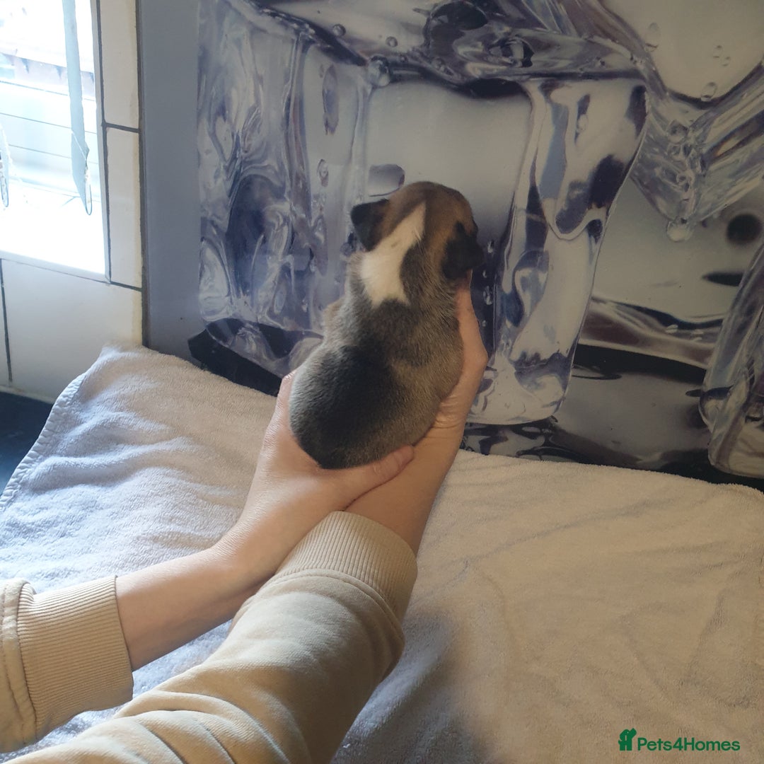 French Bulldog dogs for sale: 4French bulldog puppies 3 weeks old kc registered  - Advert 7