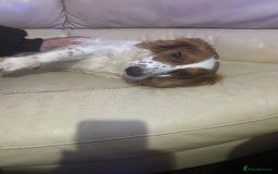 Sprocker dogs for sale: 5 beautiful puppies they were born on the 16/10/25 - Image 2