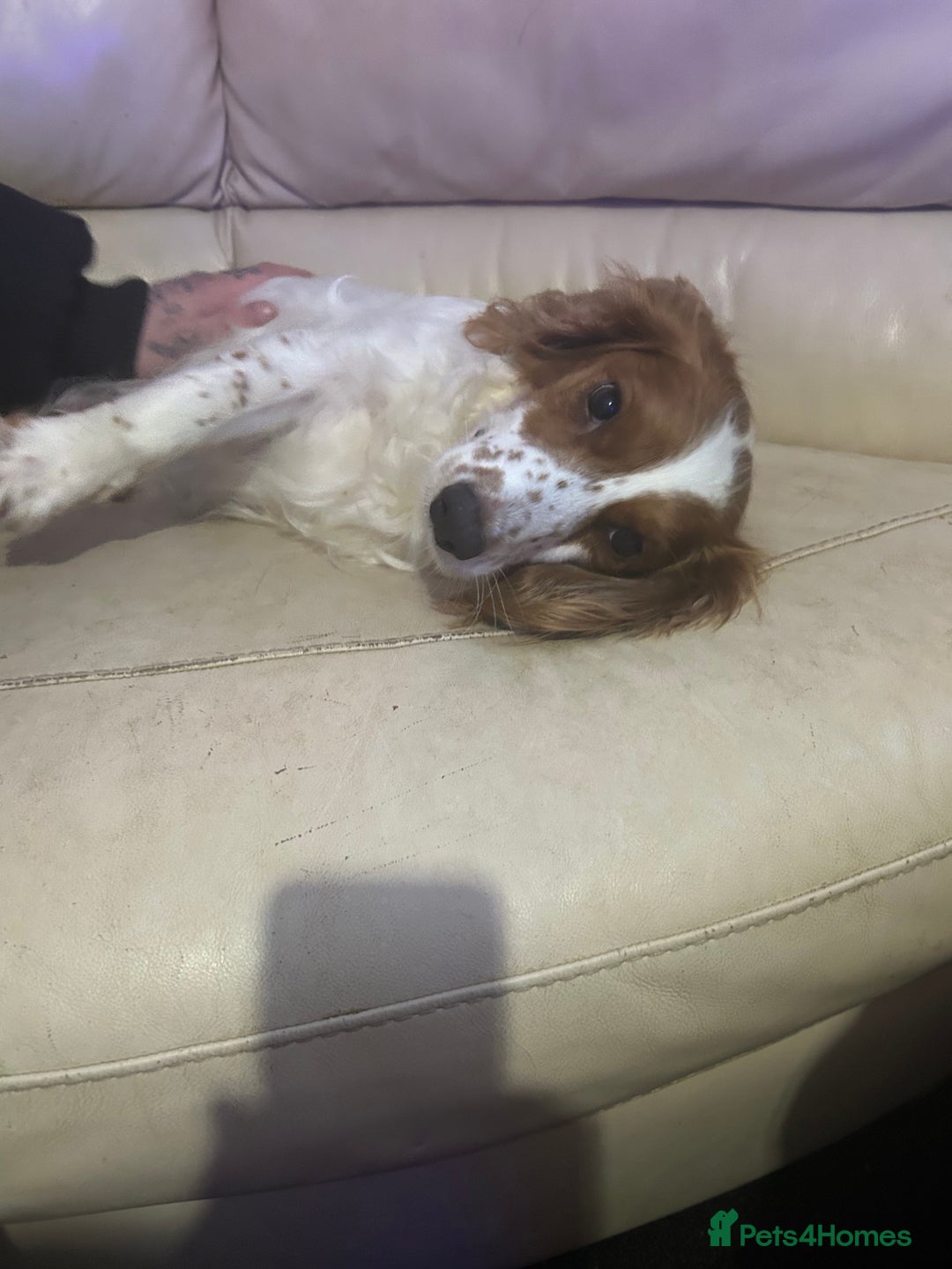 Sprocker dogs for sale: 5 beautiful puppies they were born on the 16/10/25 - Image 2