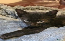 Mixed Breed cats for sale: Kittens 3 boys  - Image 11