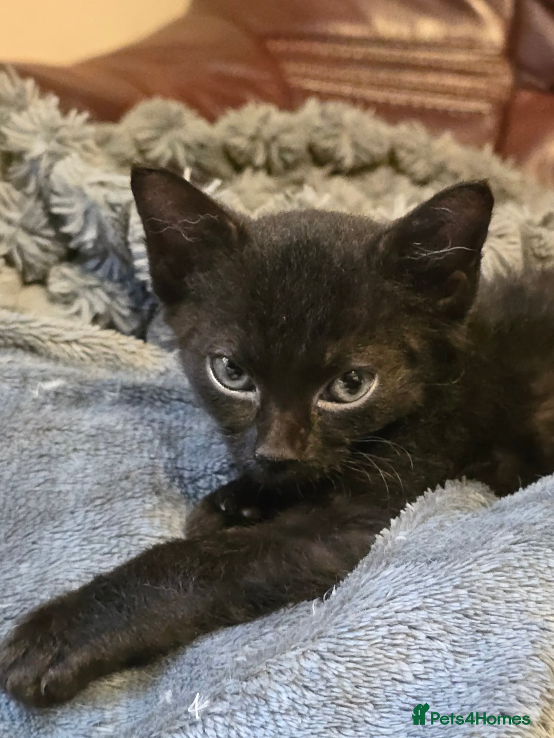 Mixed Breed cats for sale: Kittens 3 boys  - Image 11